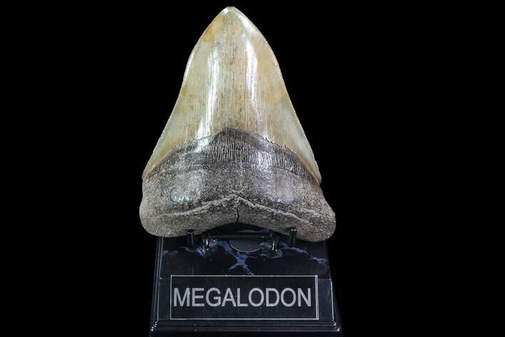 Sharply Serrated, Fossil Megalodon Tooth #86065